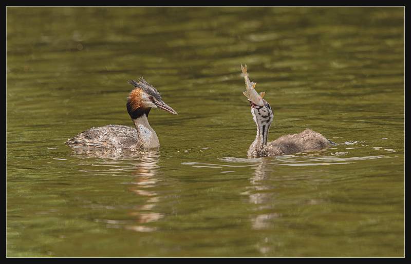 Ambitious Great-Crested Grebe Chick, Anxious Parent_Matthew Clarke_Open.jpg